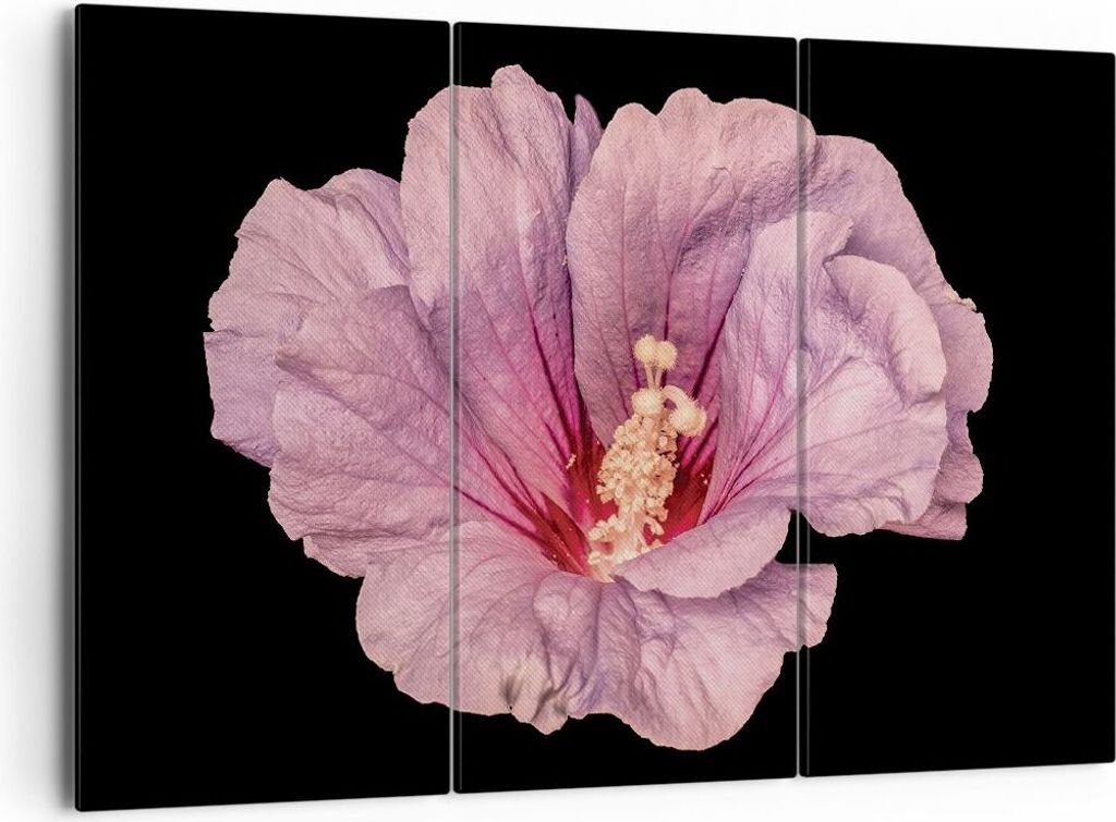 Bild auf Leinwand - Leinwandbild - 3 Teile - Hibiskus Blume Produktbild 
