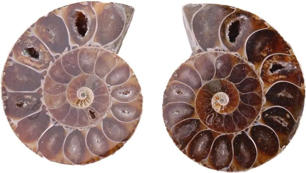 Cadeau Curiosité : 2 Ammonites Fossiles - Spécimens Authentiques 40 mm