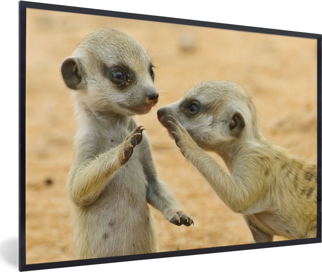 MuchoWow MuchoWow Gerahmtes Poster Erdmännchen - Braun - Tier 90x60 cm - Poster mit zchwarzem Bilderrahmen - Fotorahmen - Foto-Plakat