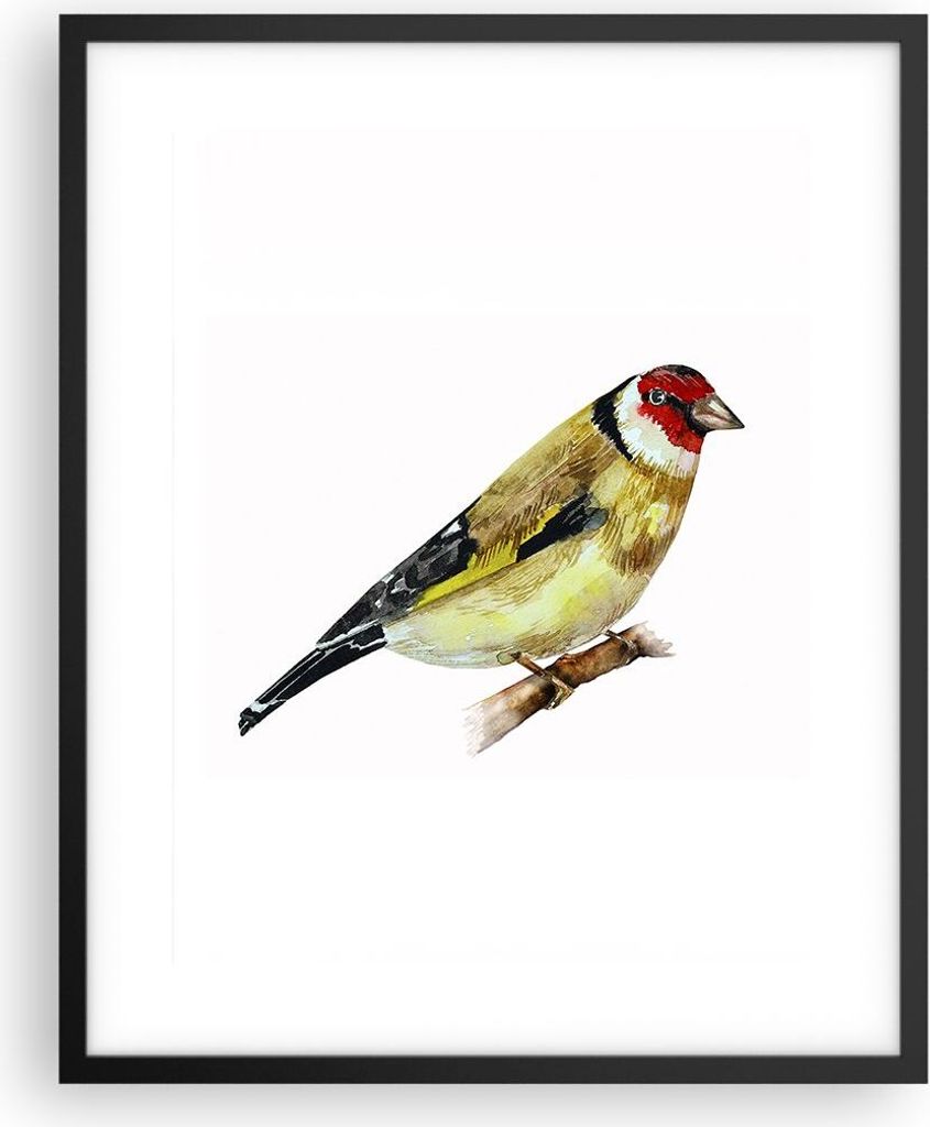 Gerahmtes Poster - Schwarzer Rahmen - Stieglitz Vogel Aquarell - 40x50 cm - Wand Bild - Wanddeko - Wandbilder - Wandposter - Bilderrahmen - Bilder ...