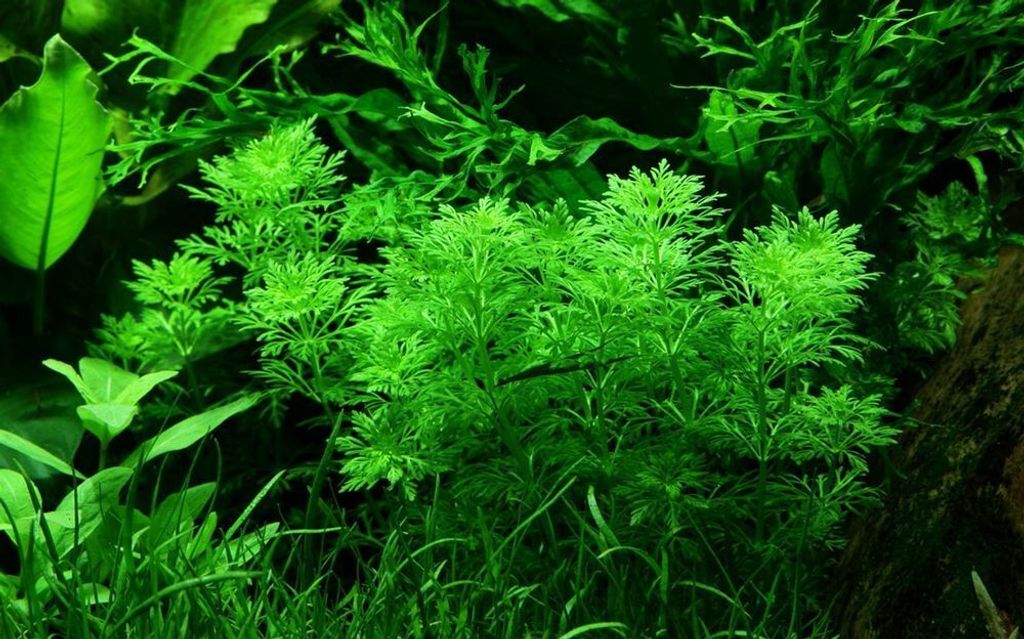 Aquarium Pflanze Limnophila sessiliflora AquaOne Nr.347 Produktbild 