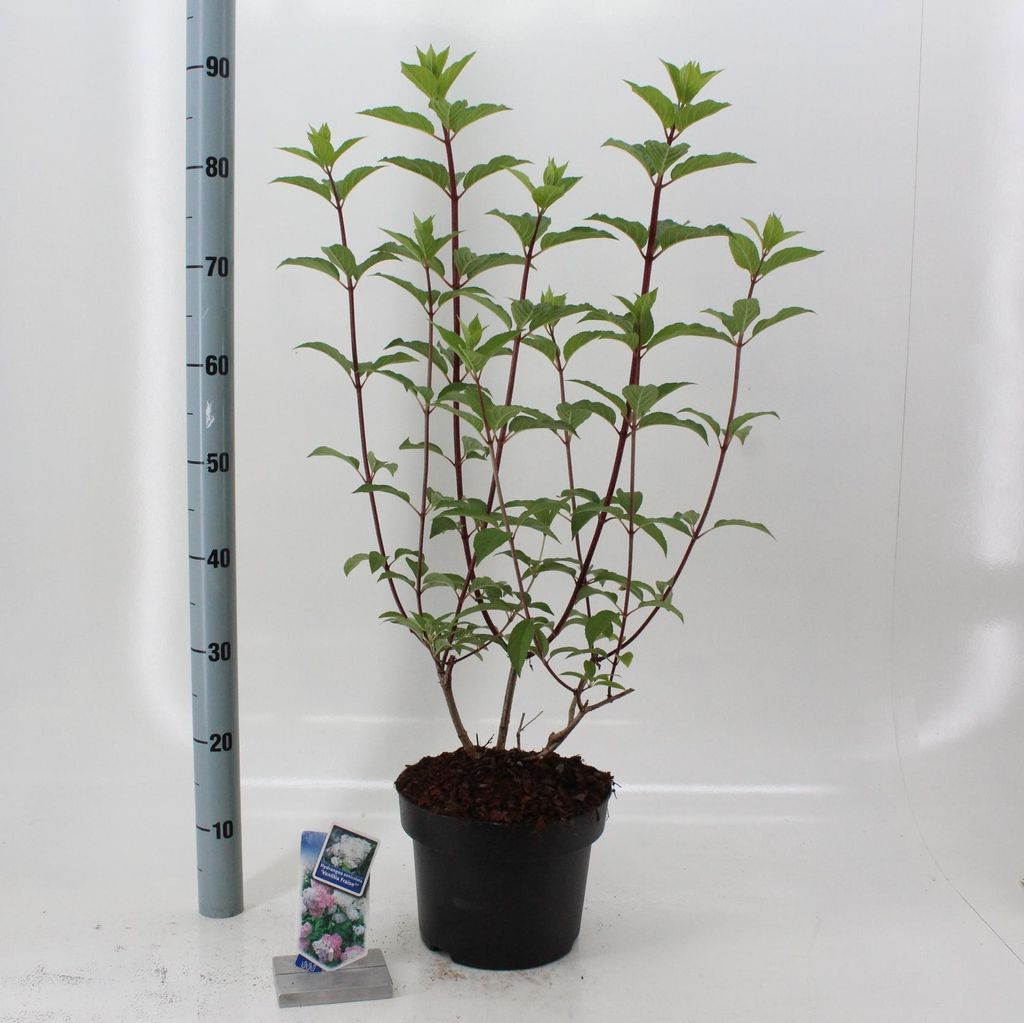 Hydrangea pan. Vanille-Fraise ('Renhy'PBR) - Hortensie | 60-70 cm im Topf
