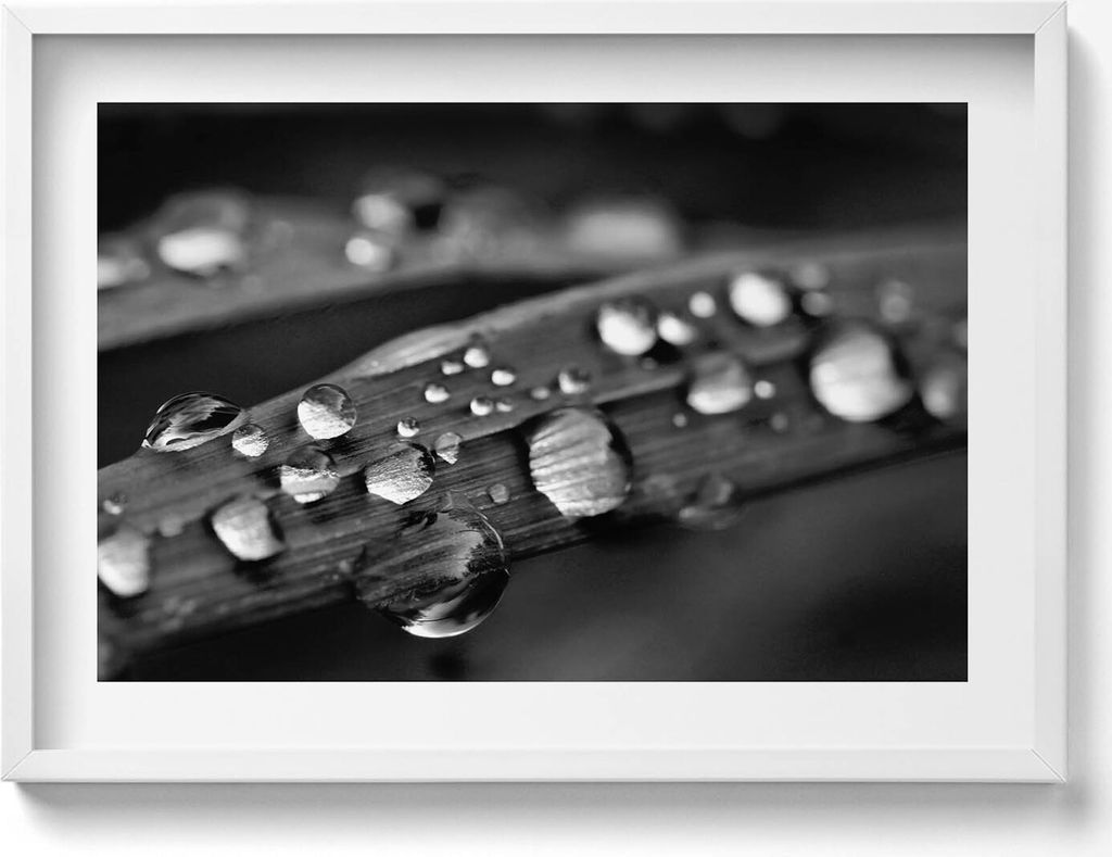 Rosa Blatt Schwarz und Weiß– Wandbild mit Rahmen – Gerahmtes Bild – Wanddekoration – 70x50 cm – Schwarz Rahmen