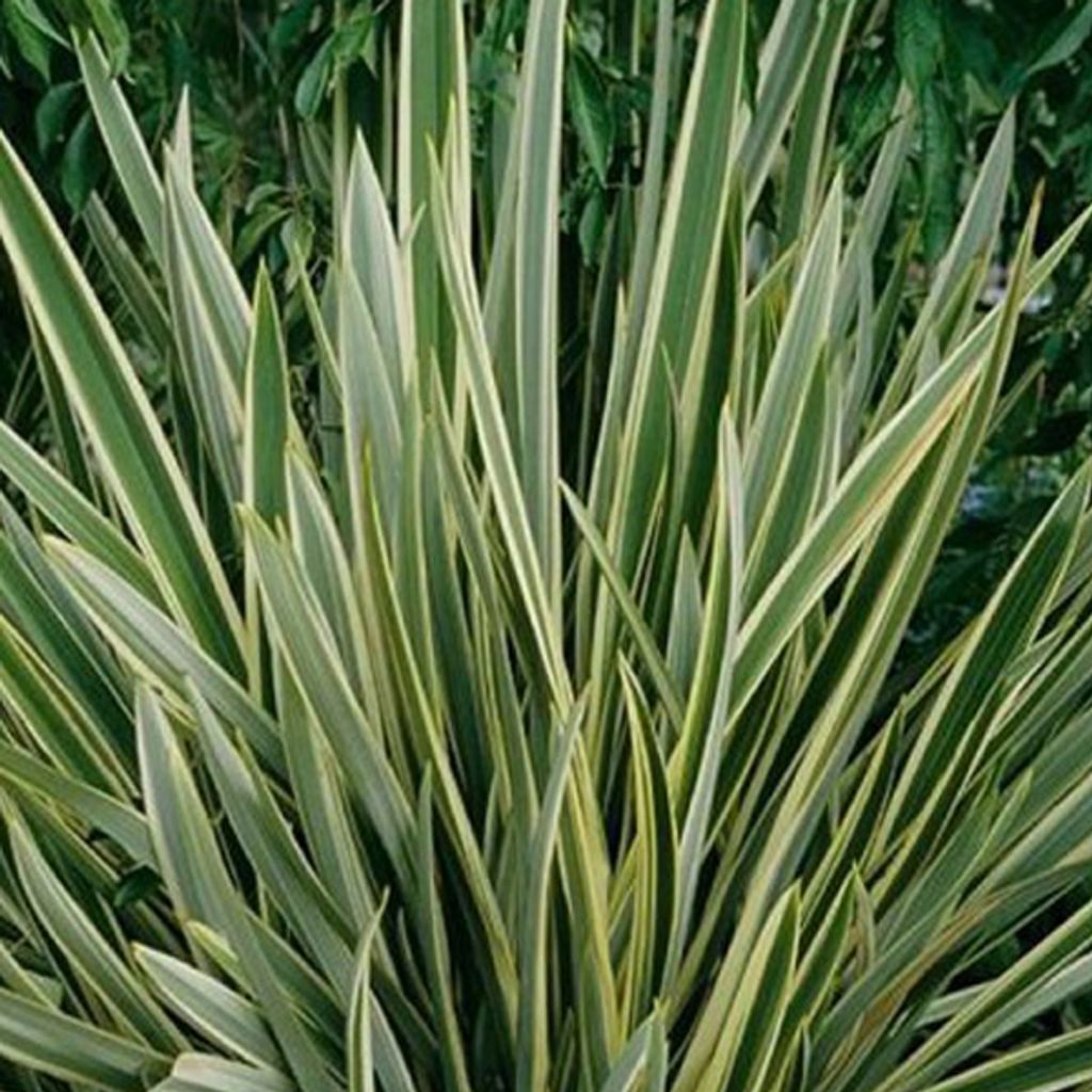 Neuseelandflachs  - Phormium tenax 'Variegatum'  | 60-80 cm Produktbild 