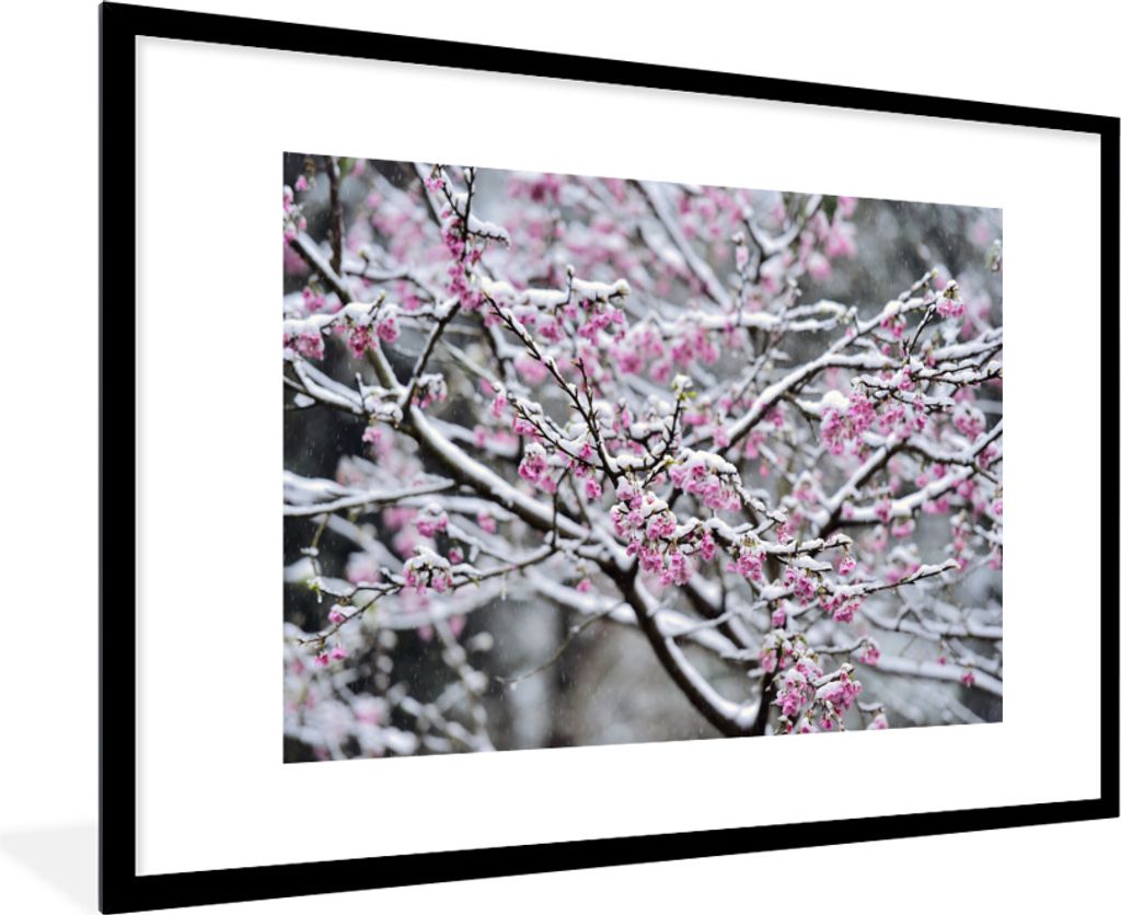 MuchoWow MuchoWow Gerahmtes Poster Blüte - Schnee - Gefroren 90x60 cm - Poster mit zchwarzem Bilderrahmen - Wanddekoration - Fotos