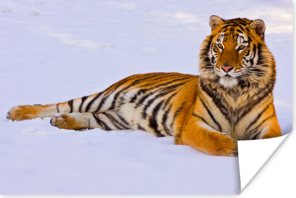 MuchoWow Poster Tiger - Schnee - Winter - Tiere 90x60 cm - Schlafzimmer