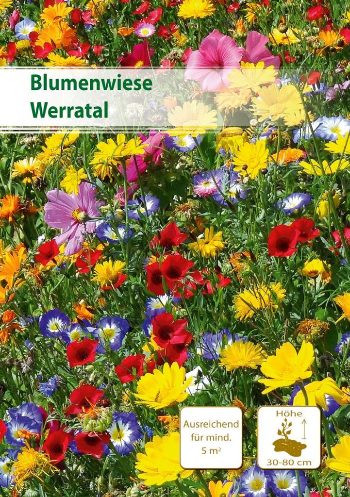 Blumenwiese Werratal 5 m² | Blumenmischung von Küpper Produktbild 