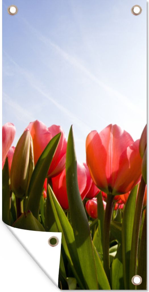MuchoWow 80x160 cm Outdoor-Poster Gartendeko Sichtschutz Garten Poster für den Garten Rote Tulpen und das Sonnenlicht
