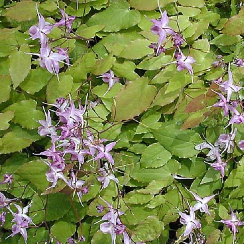 6 x Elfenblume  - Epimedium grandiflorum 'Lilafee'  | Topf Produktbild 