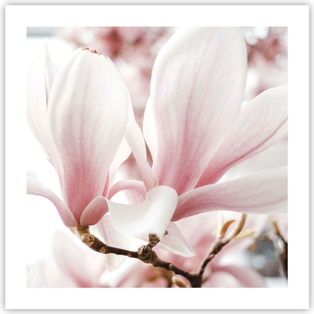 Poster - Poster ohne Rahmen - Zweig Magnolie Blume - 50x50 cm - Wand Bild - Wanddeko - Wandbilder - Kunstposter - Wandposter - Bilder - Kunstdruck ...