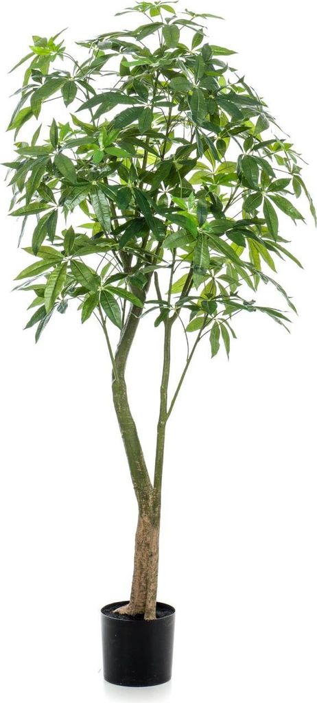 artplants.de Künstliche Glückskastanie Haruki, Kunststämme, 180cm - Künstliche Grünpflanze