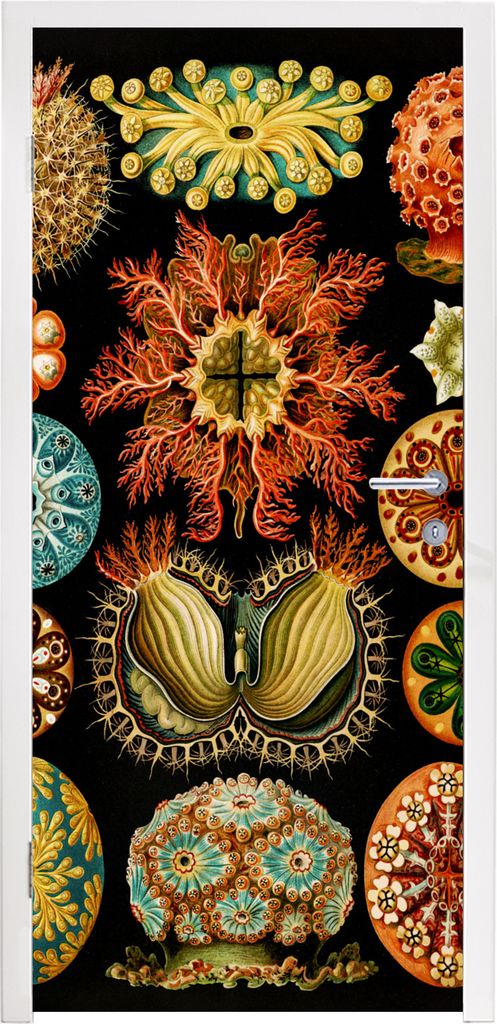 MuchoWow Türtapete Selbstklebende Türfolie Vintage - Ernst Haeckel - Meerestier - Natur - Meer - Kunst 90x205 cm Türposter Türaufkleber Klebe...