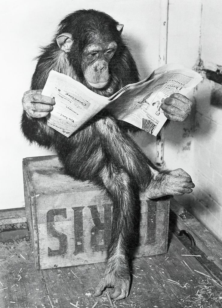 Schimpanse liest Zeitung Chimpanzee reading newspaper 61 x 91,5 cm