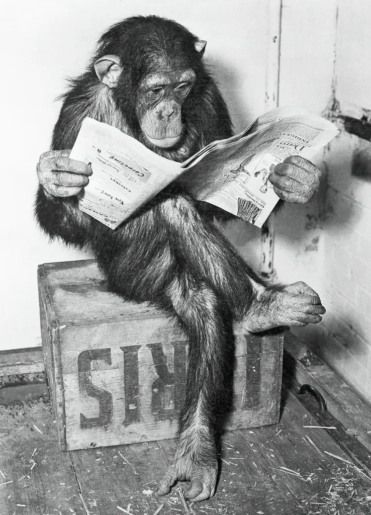 Affiche Singe Journal Noir et Blanc - Grand Format 61 x 91,5 cm
