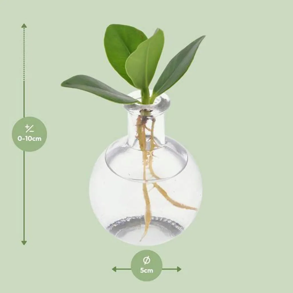 Plante d'intérieur hydroponique Clusia et bouchon liège Samoa - 2