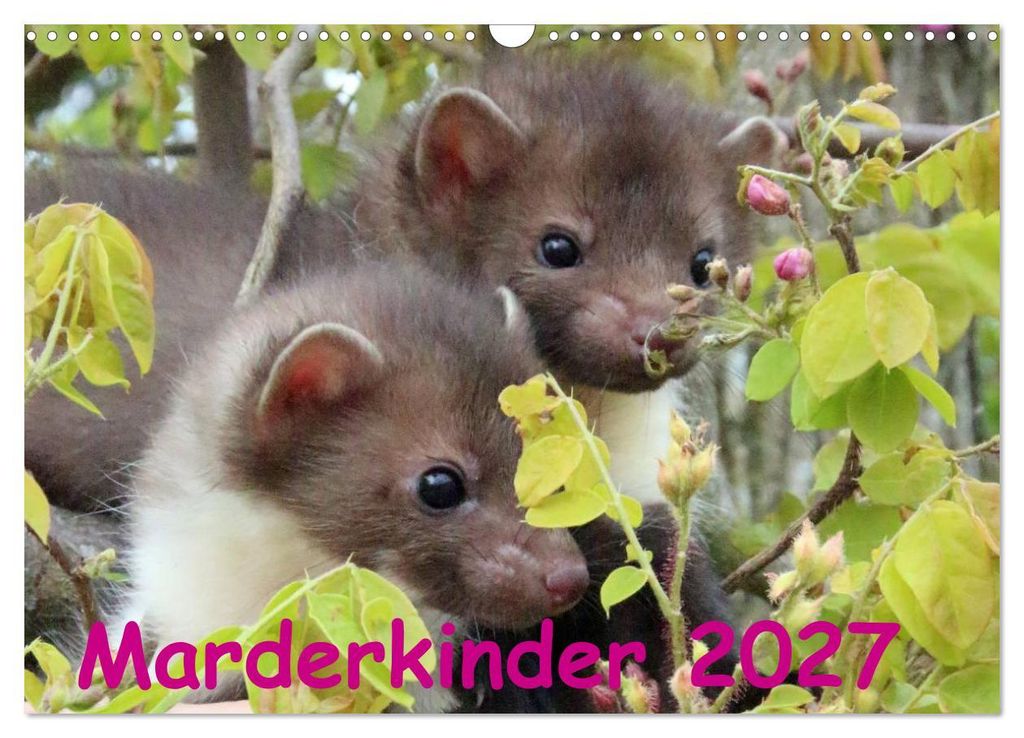 Marderkinder (Wandkalender 2027 DIN A3 quer), CALVENDO Monatskalender