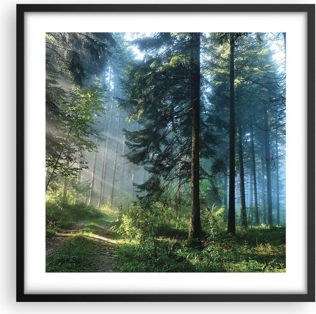 Gerahmtes Poster - Schwarzer Rahmen - Wald Dämmerung die Sonne - 50x50 cm - Wand Bild - Wanddeko - Wandbilder - Kunstposter - Wandposter - Bilderr...