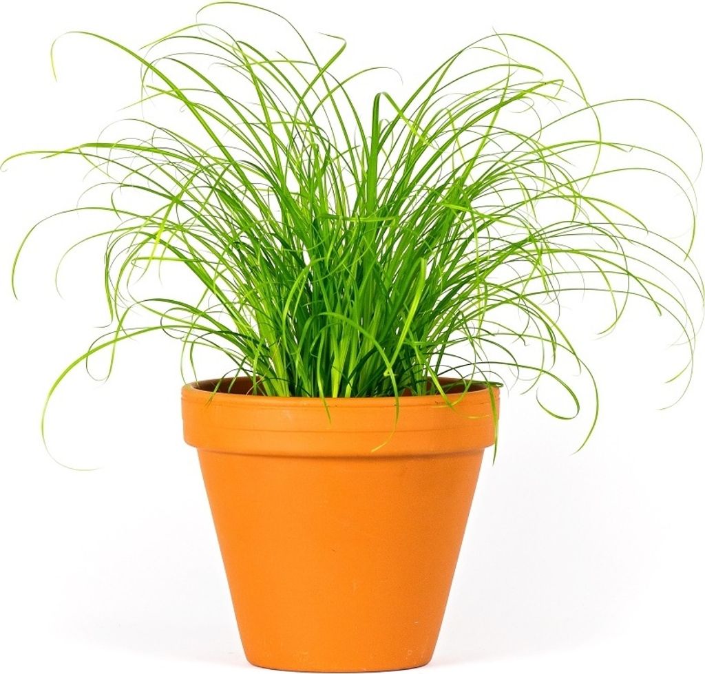 Gardners Cyperus Zumula, priemer 12 cm Obrázok produktu 