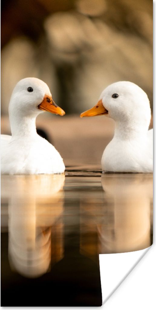 MuchoWow Poster Ente - Weiß - Tiere - Wasser - Vogel - Enten 75x150 cm - Dekoration für die Wände