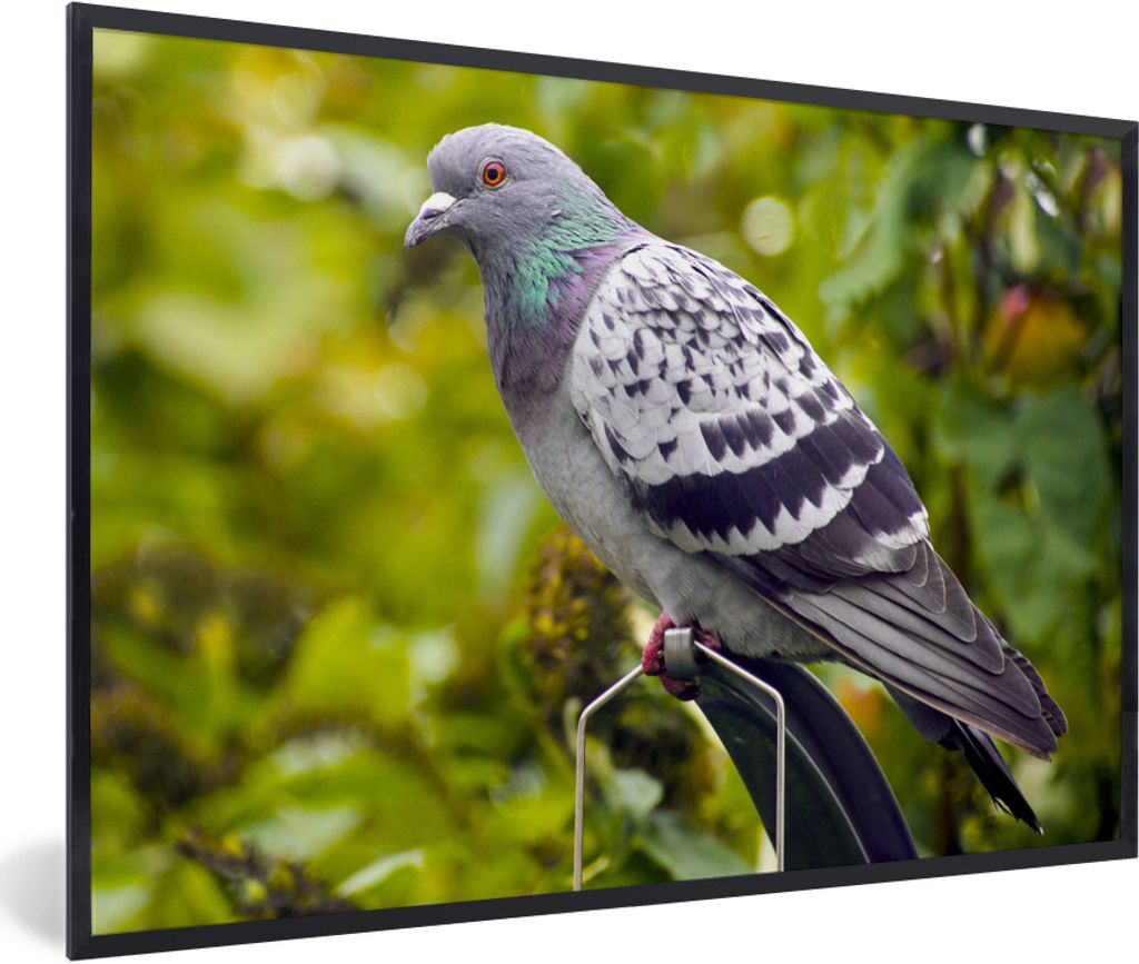 MuchoWow Gerahmtes Poster Eine bunte Wildtaube zwischen den grünen Blättern 30x20 cm - Poster mit Schwarzem Bilderrahmen Wandposter Rahmen Foto...