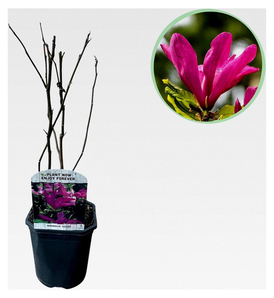 Magnolia Susan - Sträucher - Blumen Dunkelrosa - 1 Pflanze - laubabwerfend - wenig Pflege - Topf 17cm Höhe 45cm
