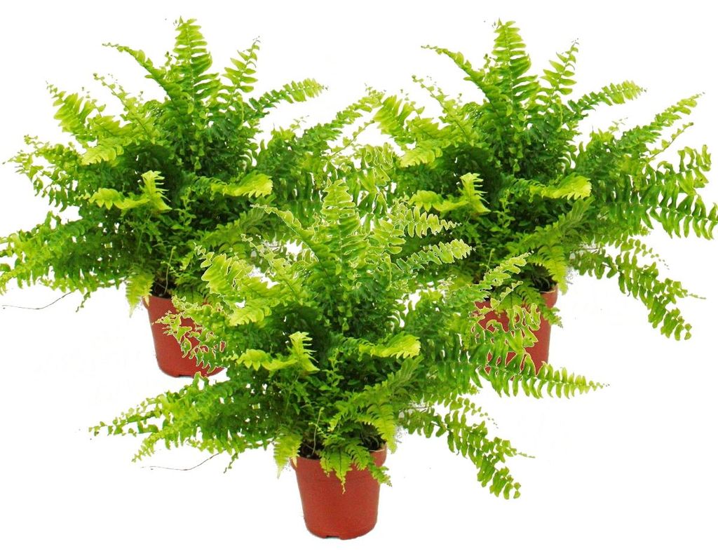 Nephrolepis, sada 3 mečovitých kapradin 12 cm Obrázek produktu 