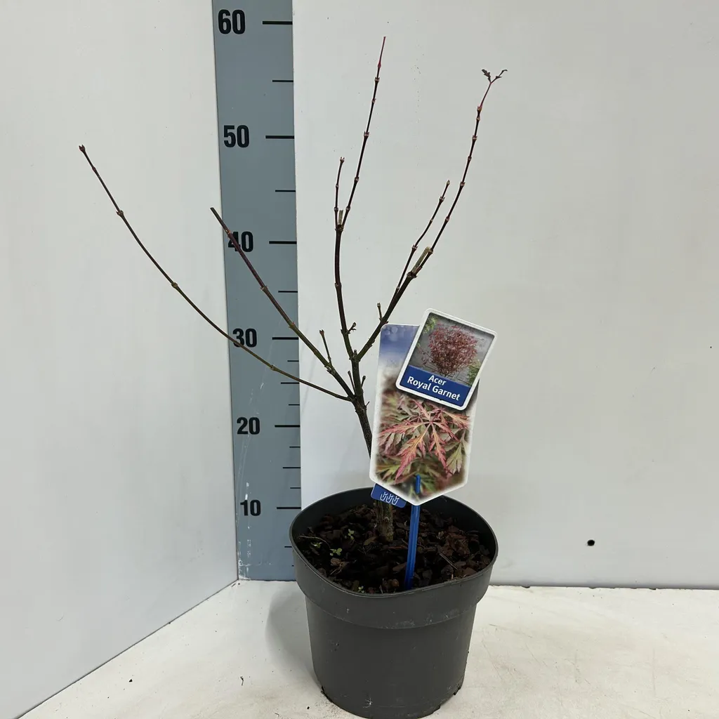 Acer palmatum Royal Garnet : Érable du Japon pourpre 50-60 cm en pot