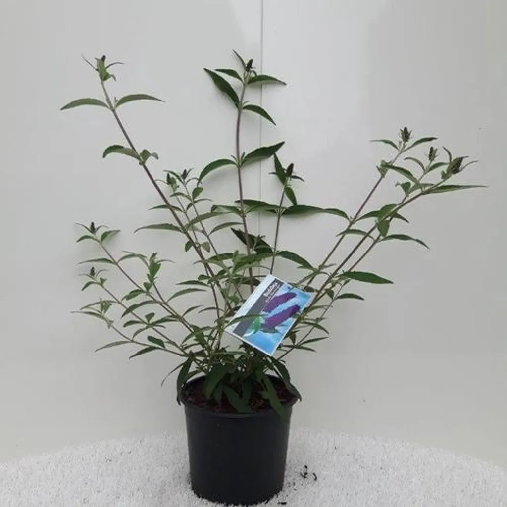 Aménager un jardin biodiversité avec le Buddleja davidii Black Knight