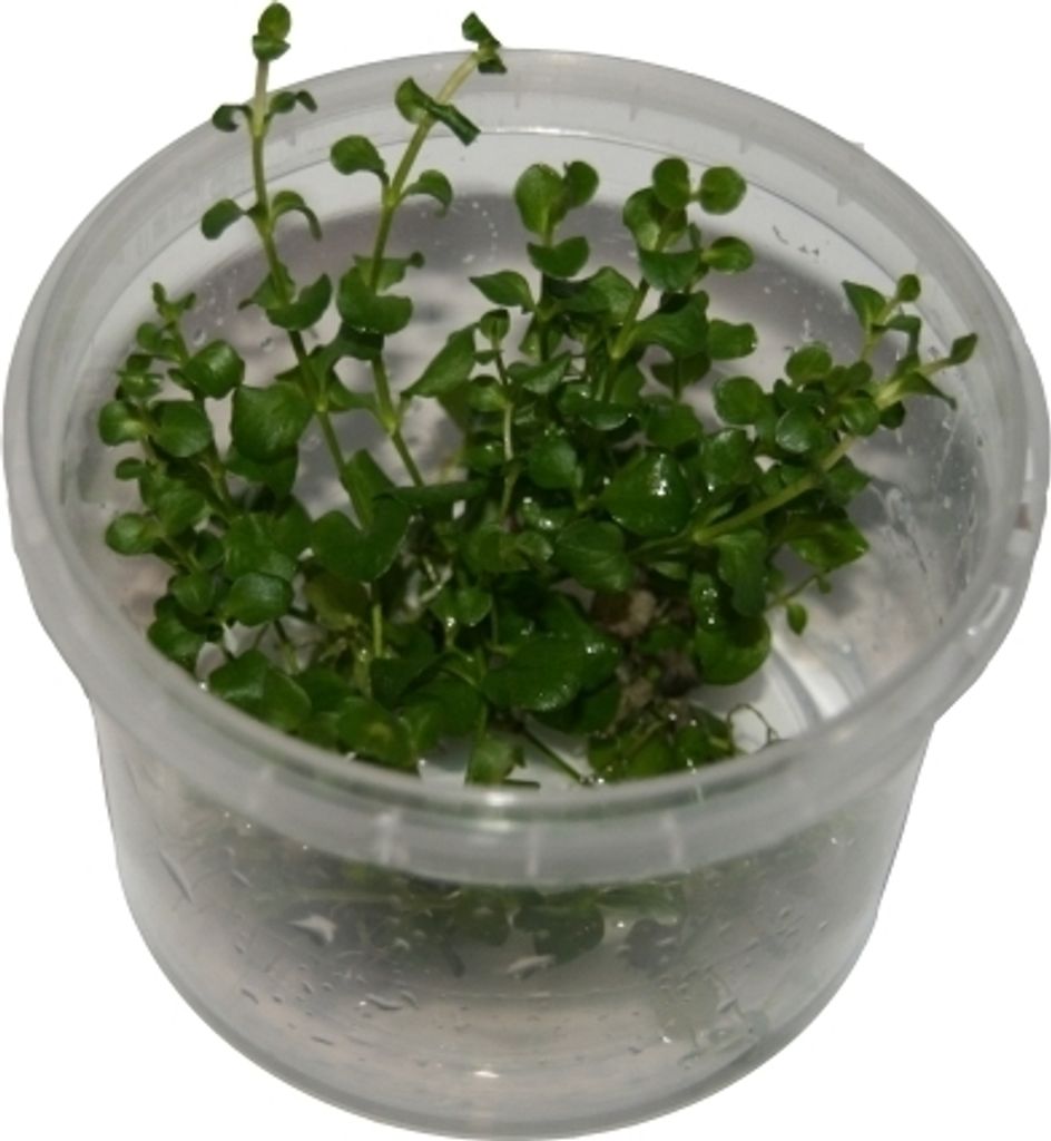 1 Dose Bacopa monnieri in vitro, Fettblatt, Wasserpflanzen steril angezogen
