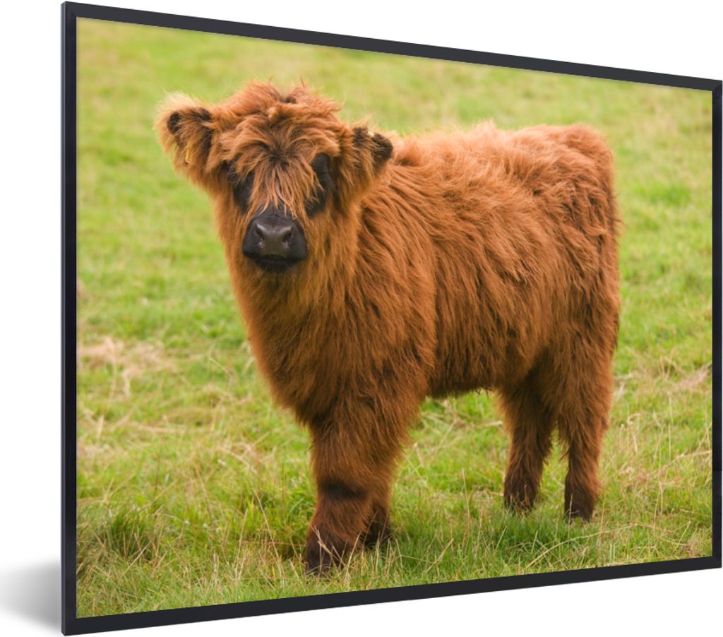 MuchoWow Gerahmtes Poster Schottischer Highlander - Leicht - Mantel 80x60 cm - Poster mit Schwarzem Bilderrahmen Wandposter Rahmen Foto Bilder - ...