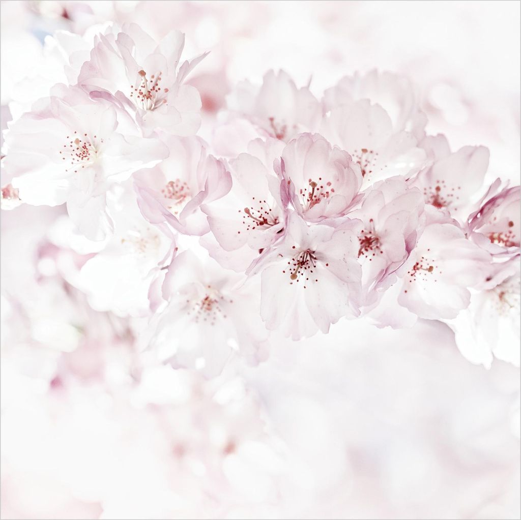 Fototapete Blumen - Vliestapete - Bildtapete UV-beständig Kirschblüte rosa Landhaus Wandtapete geruchsfrei