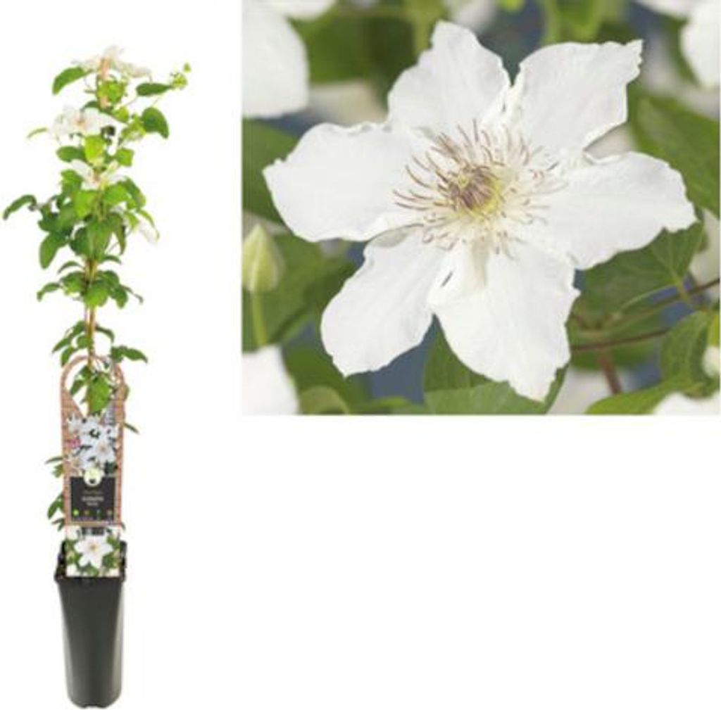 Clematis Destiny 30–50 cm – Großblumige Waldrebe im Topf | Kletterpflanze für Garten & Balkon