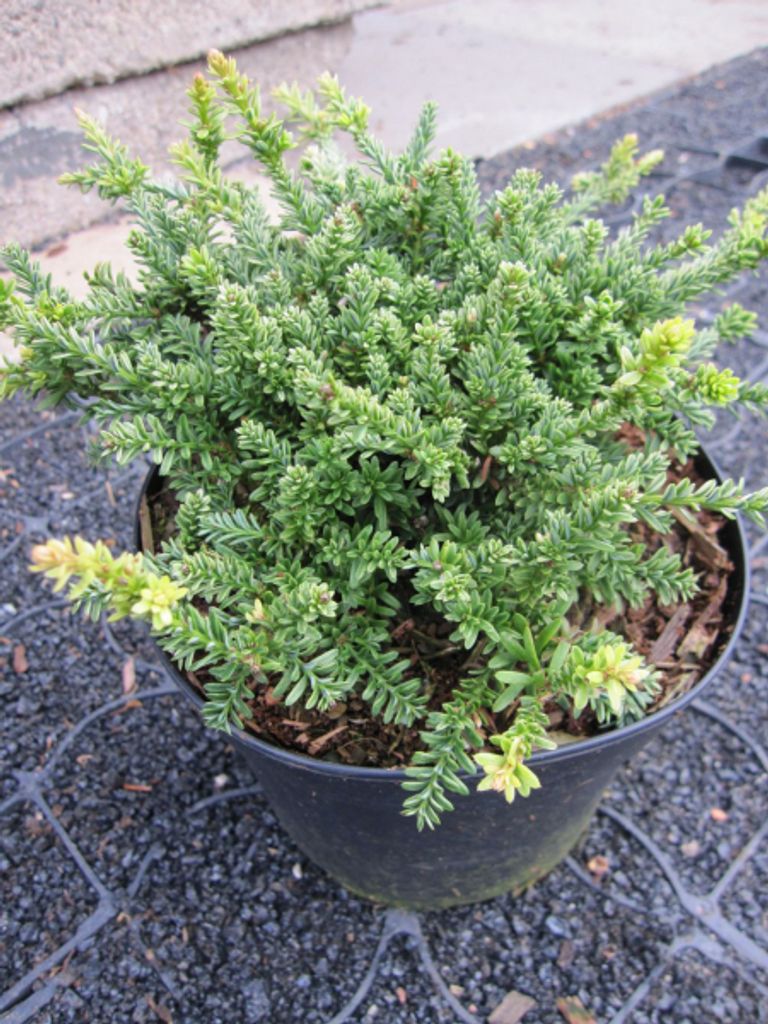 Podocarpus nivalis Kilworth Cream - Neuseeländische Steineibe - 10-15cm