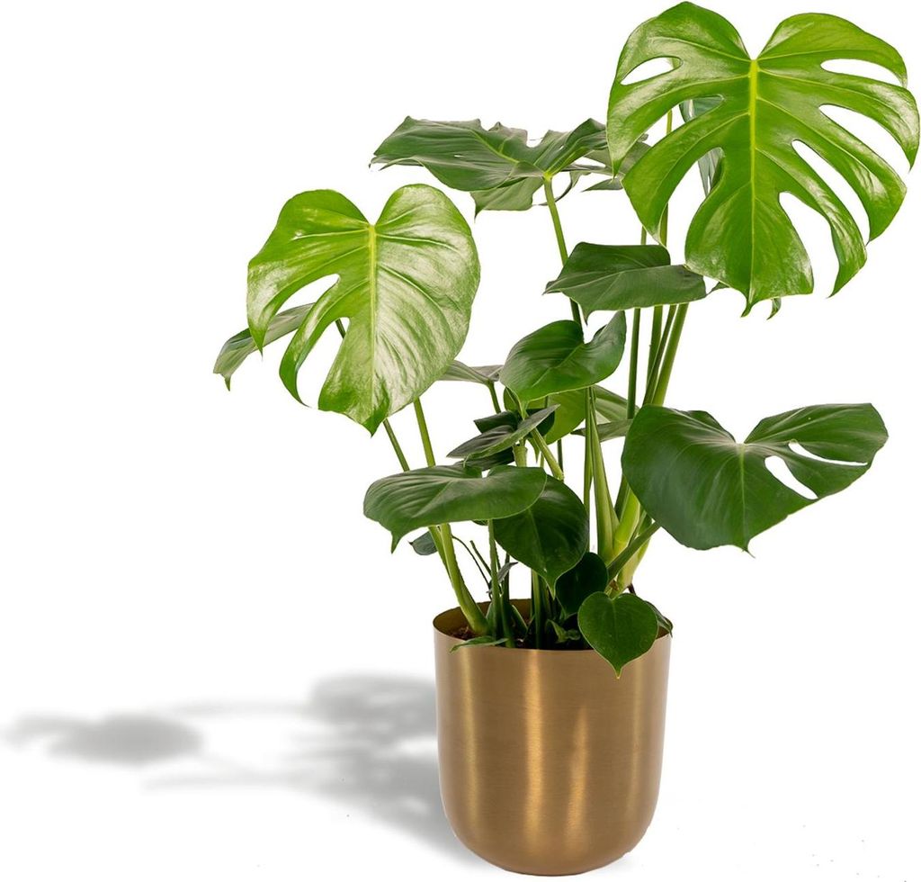Monstera Deliciosa Fensterblatt 80cm Ø21cm inkl. Topf Zimmerpflanze Luftreinigend