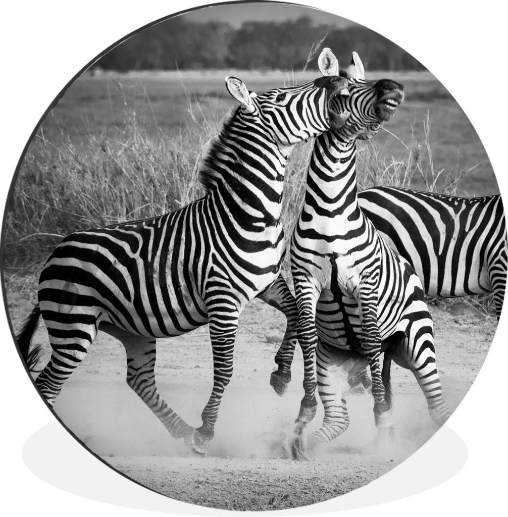 MuchoWow Aluminium Wandkreis Kämpfende Zebras Ø 30 cm Wanddeko Modern Wohnzimmer - Wand Bild - Wohnzimmer - Runde Bilder - Alubilder - Kunst f...