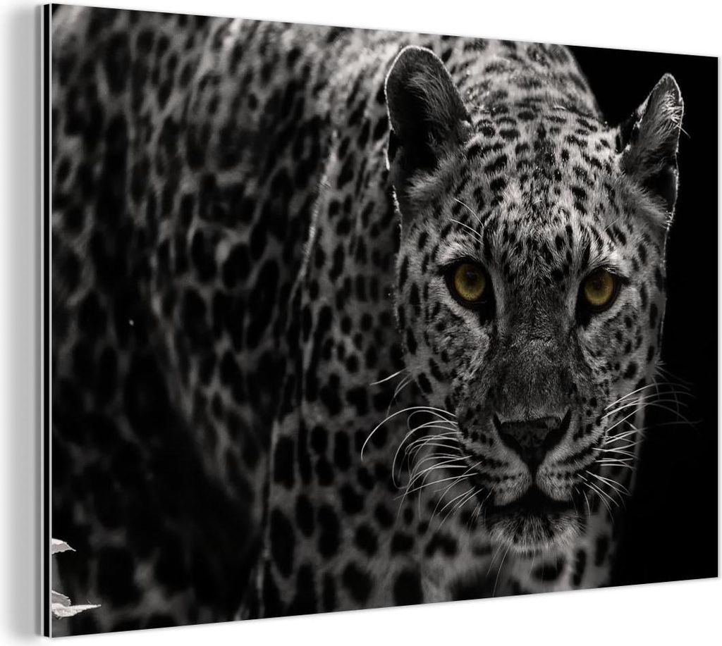MuchoWow Wanddekoration Metall Metallbild Wandkunst 120x80 cm Schwarz-Weiß-Foto eines farbigen Leoparden MuchoWow Aluminium Gemälde - Alu Bild