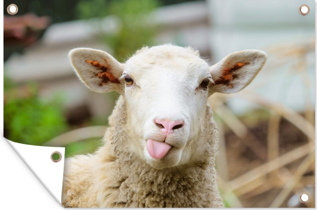 MuchoWow 60x40 cm Outdoor-Poster Gartendeko Sichtschutz Garten Poster für den Garten Schafe - Tiere - Wolle