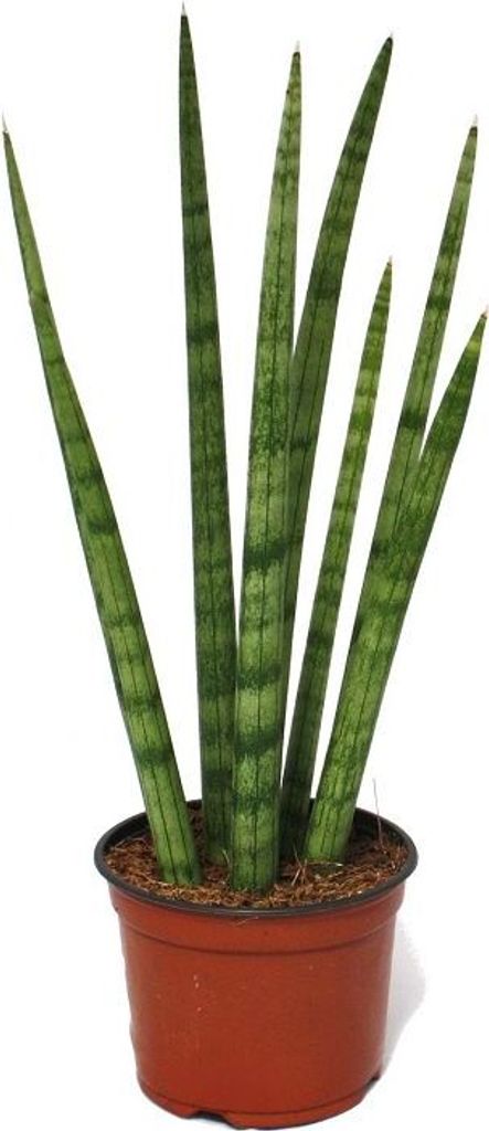 Sansevieria cylindrica - stylische Pflanze im 10,5cm Topf