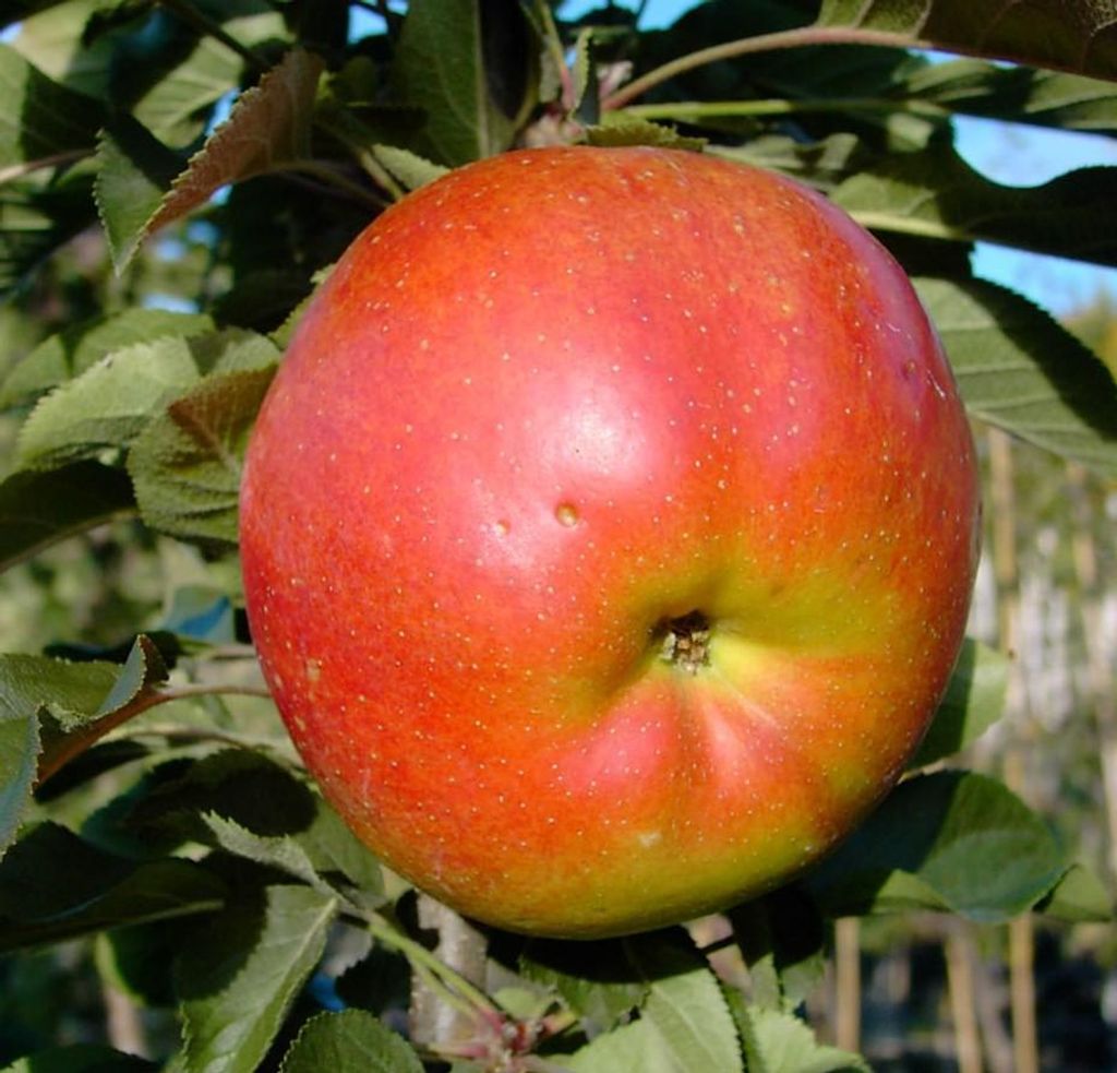 Rondo (S) Säulenapfel Winterapfel