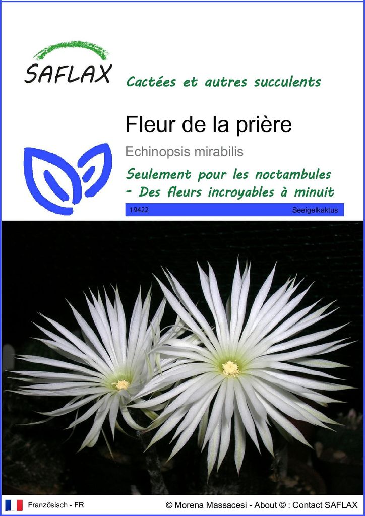 SAFLAX  - Fleur de la prière - 40 graines - Echinopsis Image du produit 