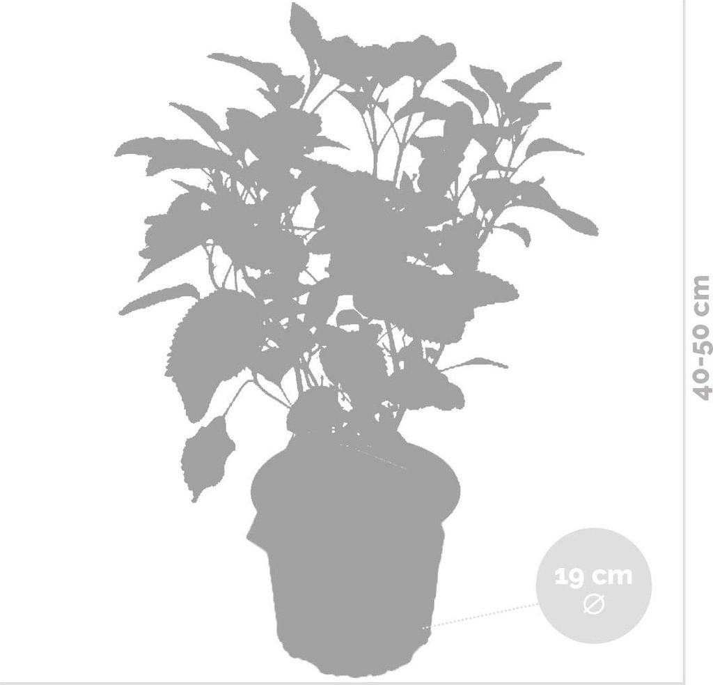4x Hortensie \'Strong Annabelle\' - Hortensie - Strauch - Produktbild 3