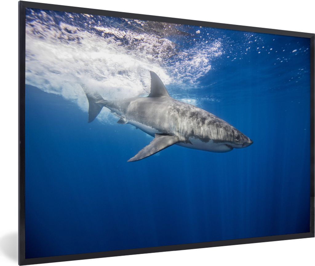 MuchoWow MuchoWow Gerahmtes Poster Hai - Meer - Wasser 30x20 cm - Poster mit zchwarzem Bilderrahmen - Kunstdruck - Bild-Poster