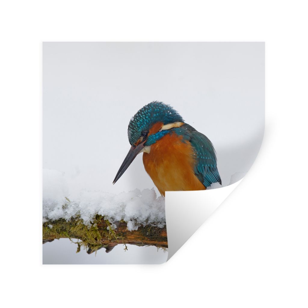 MuchoWow Wandtattoo Wandsticker Wandaufkleber Eisvogel - Schnee - Winter 80x80 cm Selbstklebend und Repositionierbar - Wierderverwendbar - Selbst...
