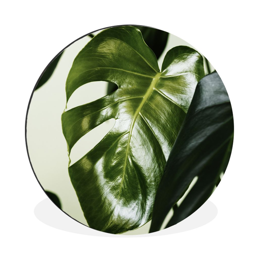 MuchoWow Aluminium Wandkreis Foto von dunkelgrünen botanischen Blättern Ø 60 cm Wanddeko Modern Wohnzimmer - Wand Kreis - Wandbild - Schlafzim...