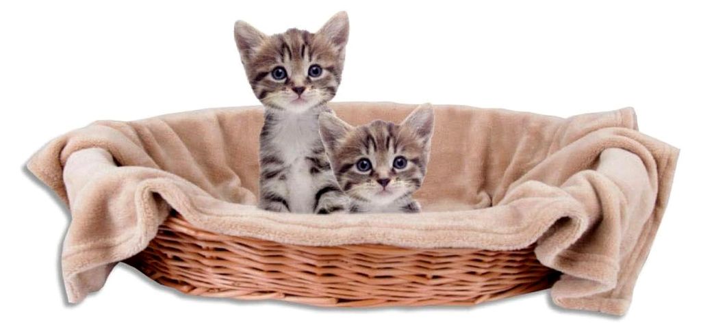 Katzendecke Kuscheldecke Tierdecke, angenehm und super weich in vielen Farben erhältlich (70x100 cm/beige - Hellbraun)