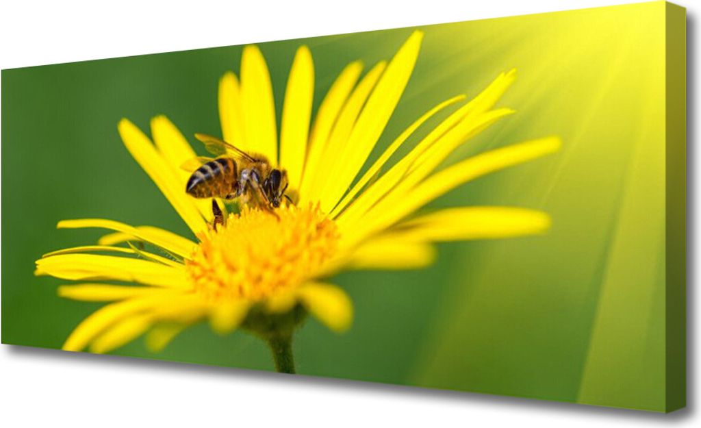 Tulup Leinwand-Bilder 125x50 Wandbild Canvas Kunstdruck Wespe Blume Pflanzen