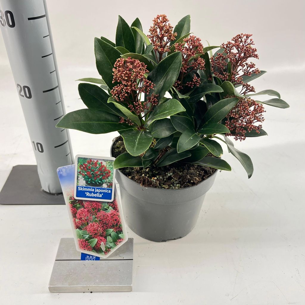 Skimmia japonica 'Rubella' - Japanse sierstruik met bessen Productafbeelding 