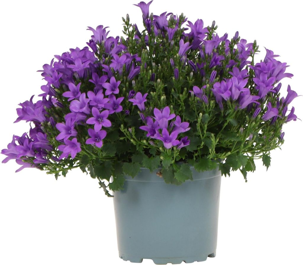 Campanula Addenda lila 12cm winterharte mehrjährige Glockenblume
