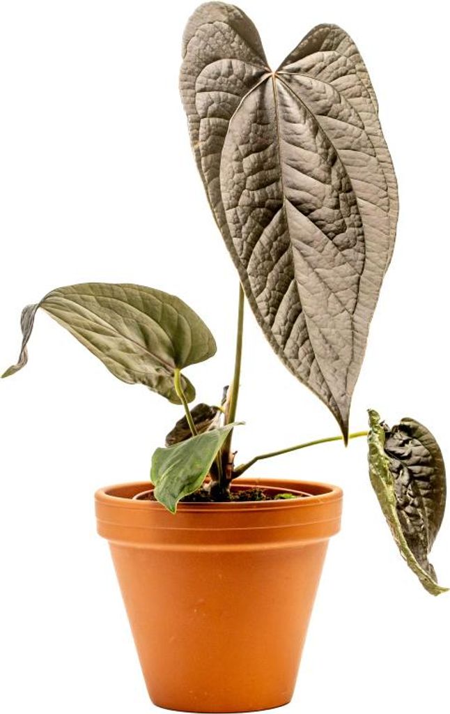 Gardners Anthurium Queen of Hearts, průměr 12 cm Obrázek produktu 