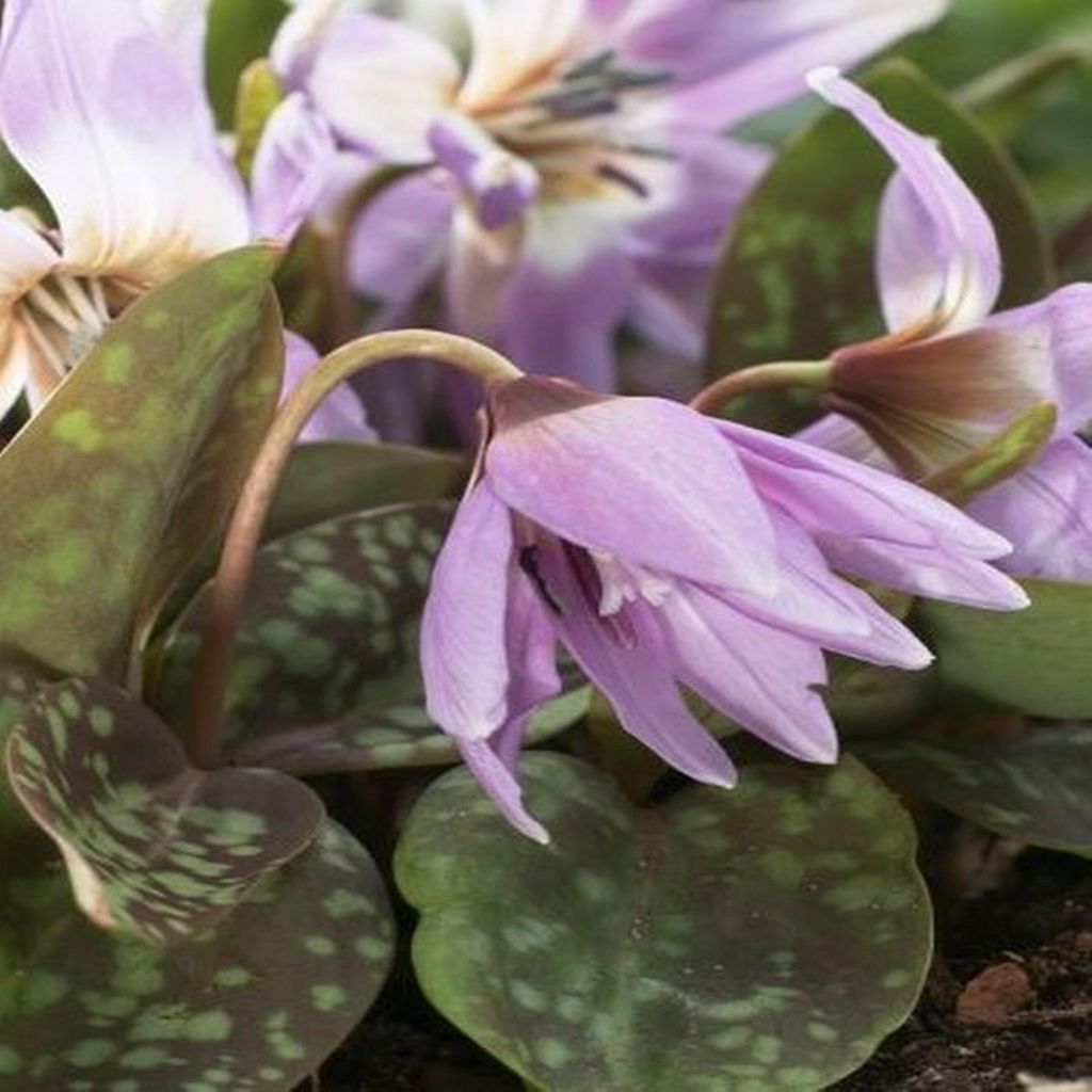 Erythronium - Psiząb Lilac Wonder 1 szt. Cebulki Kwiatowe Zdjęcie produktu 